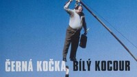 Černá kočka, bílý kocour